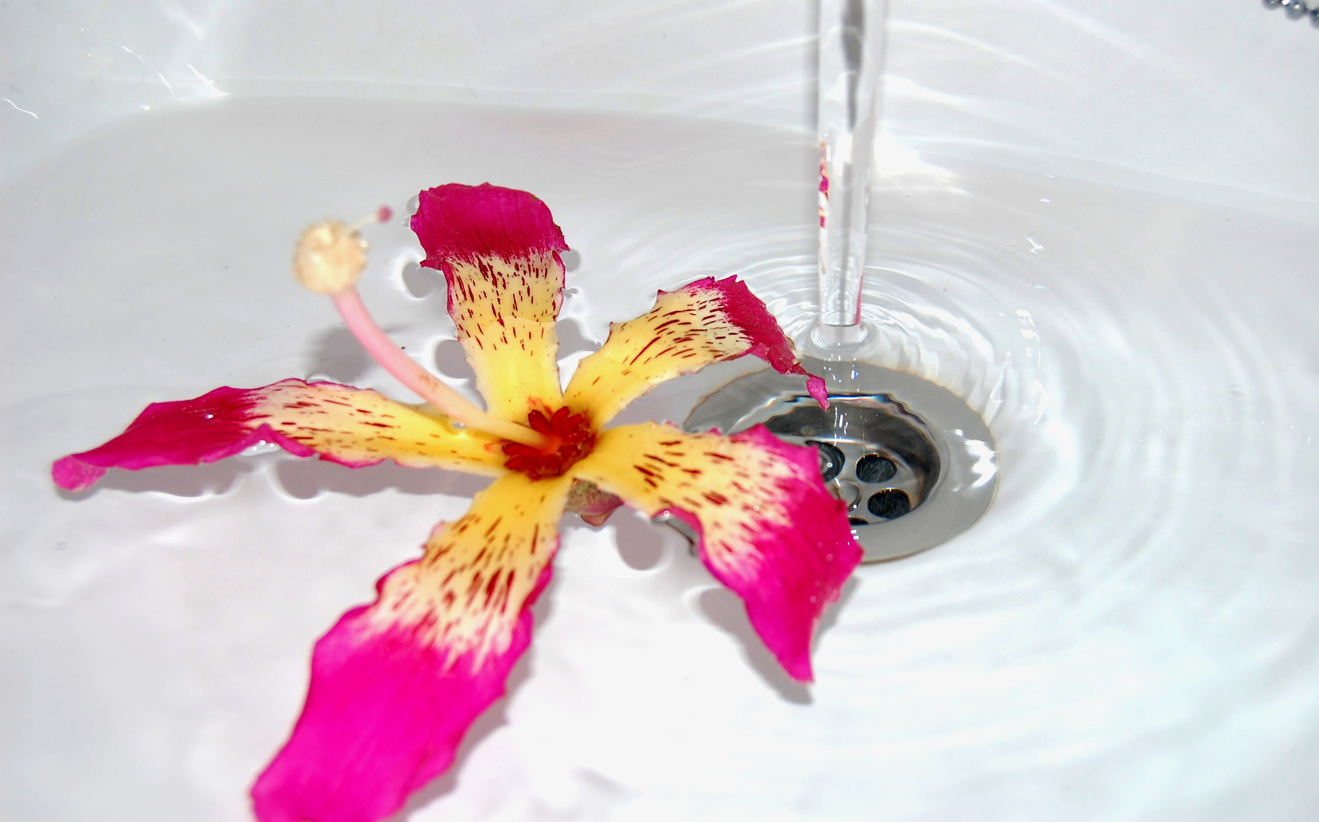 Tropical flower in sink